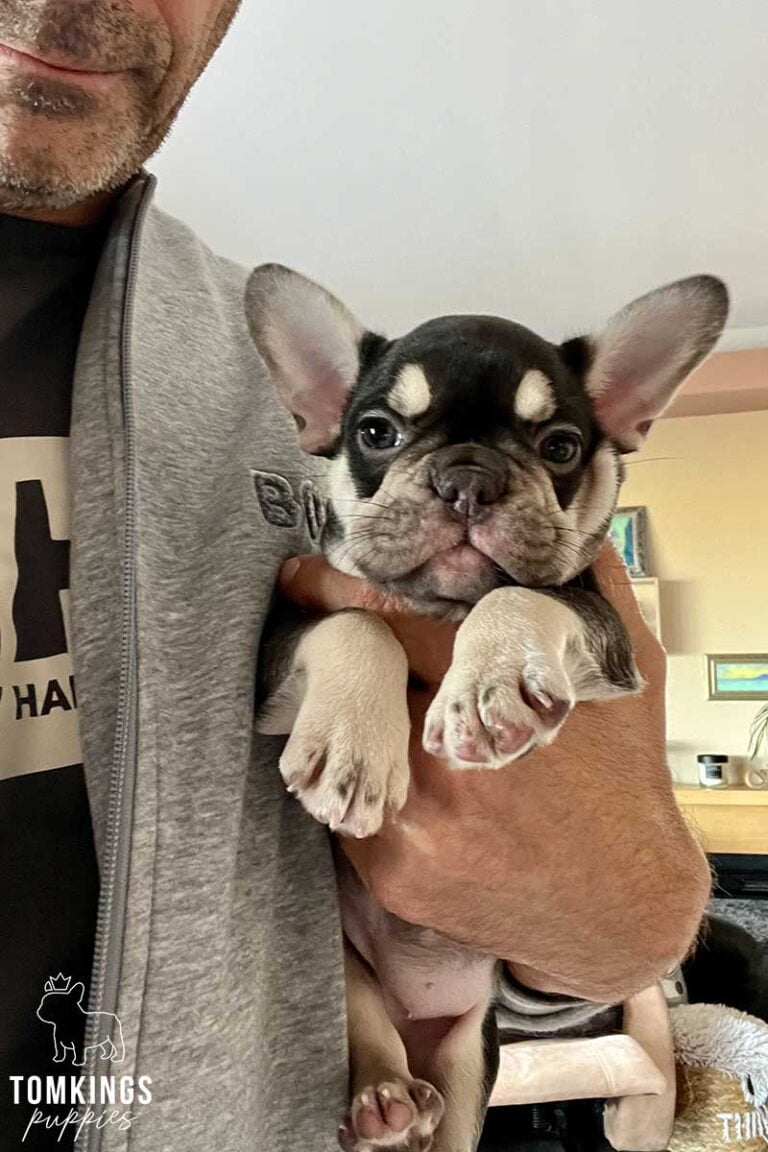 Choco and Tan French Bulldog at TomKings Puppies