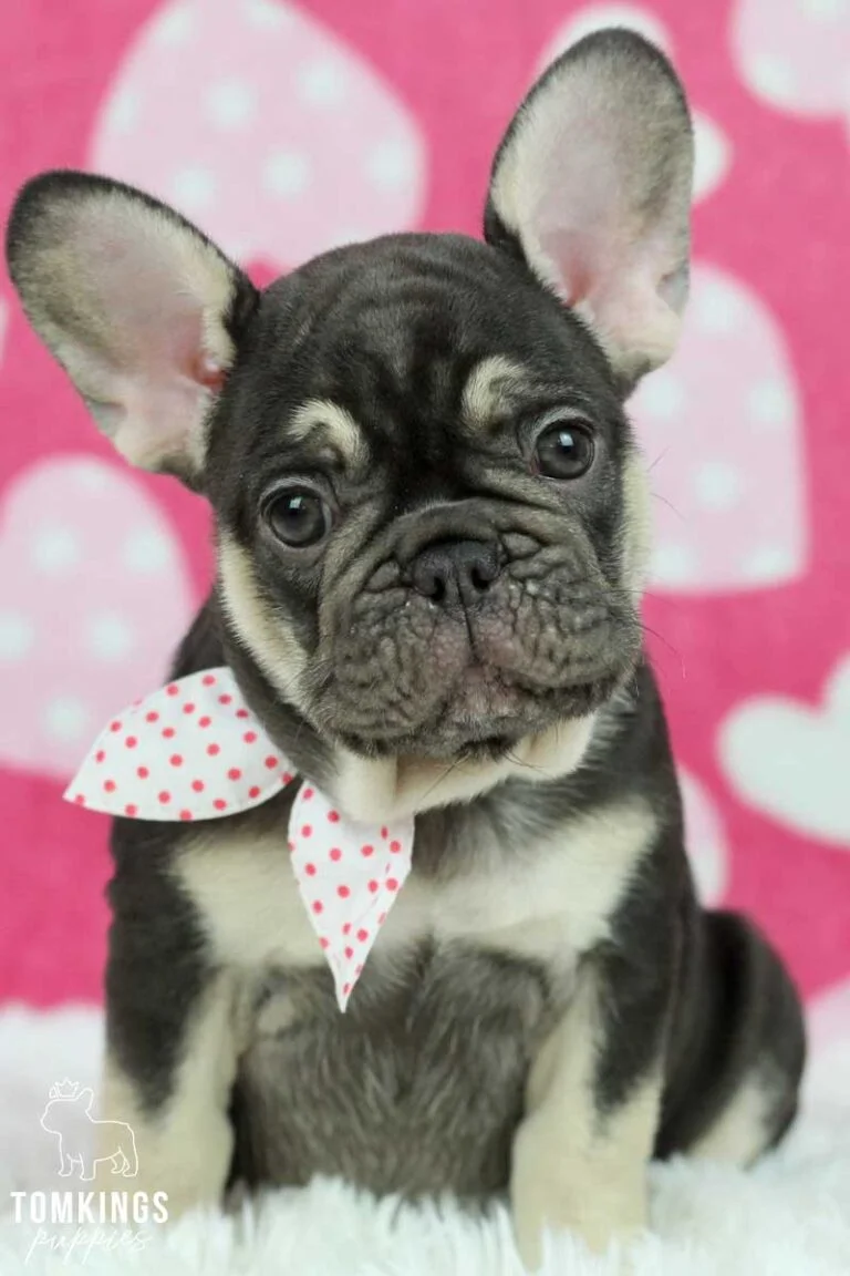 Choco and Tan French Bulldog at TomKings Puppies