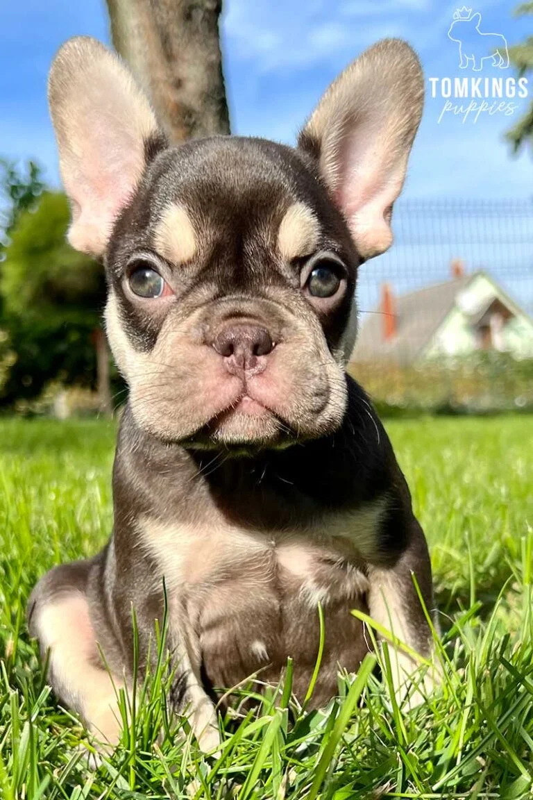 Choco and Tan French Bulldog at TomKings Puppies