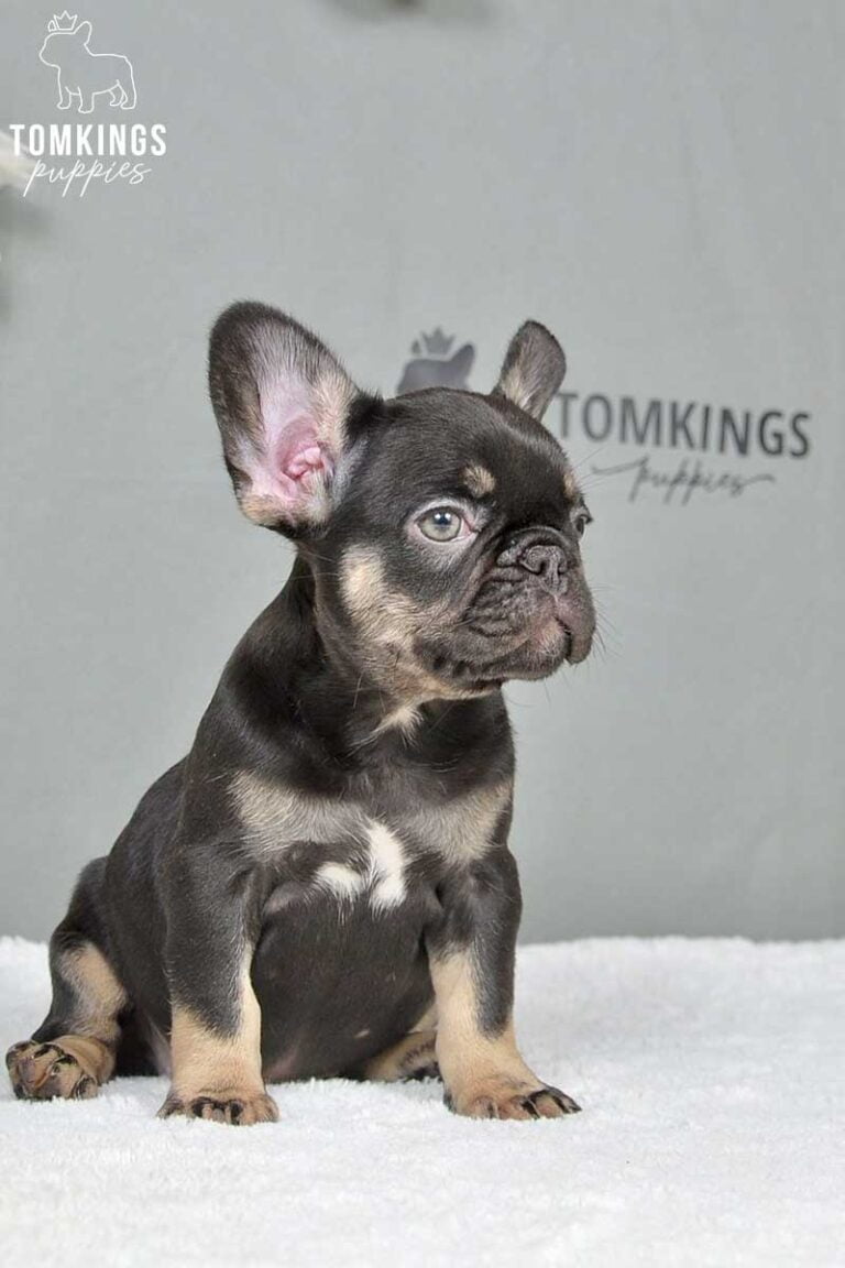 Choco and Tan French Bulldog at TomKings Puppies