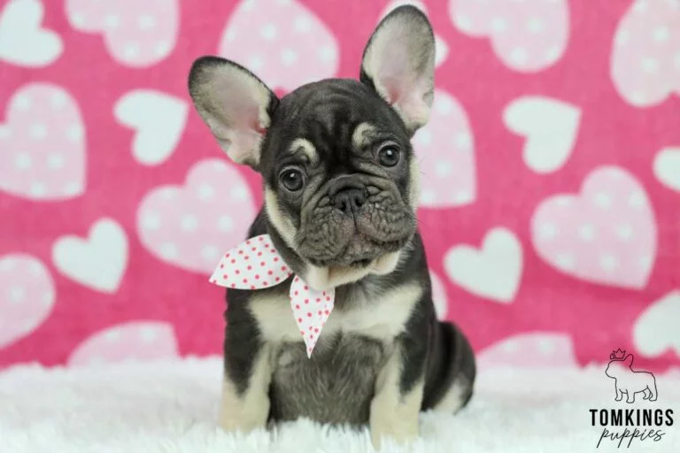 Choco and Tan French Bulldog at TomKings Puppies