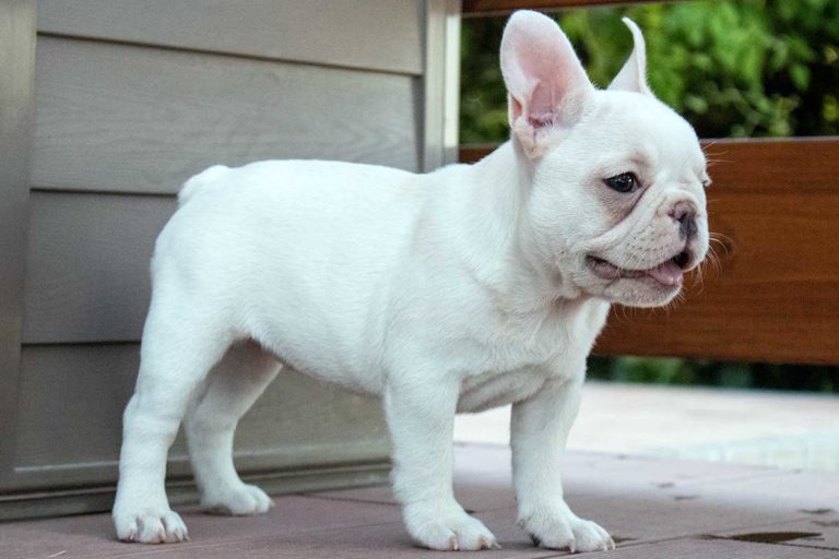Cream French bulldog - TomKings Puppies