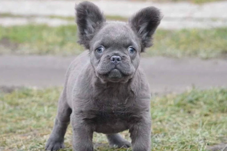 Fluffy French bulldog - TomKings Puppies