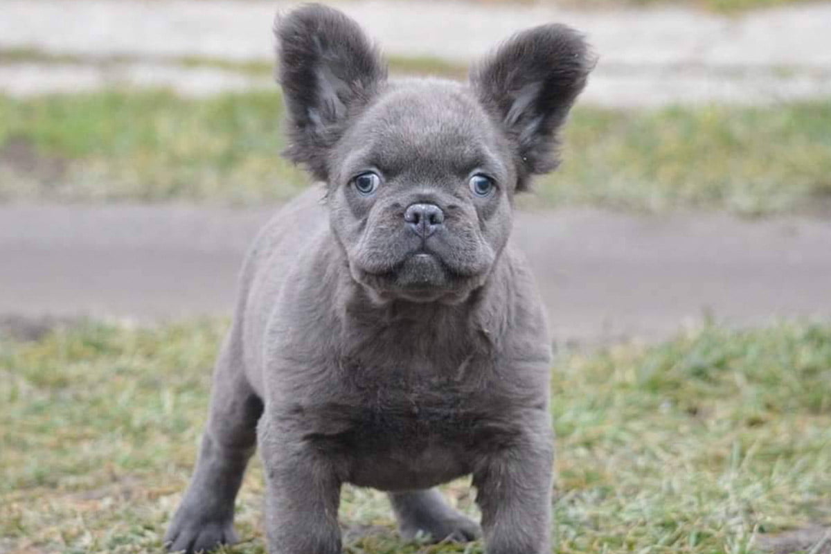 Fluffy Frenchies TomKings Kennel