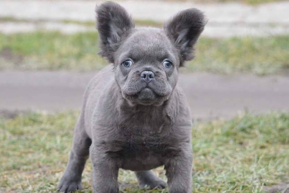 Fluffy French Bulldog for Sale TomKings Kennel Blue Fluffy French Bulldog Grey Fluffy French Bulldog