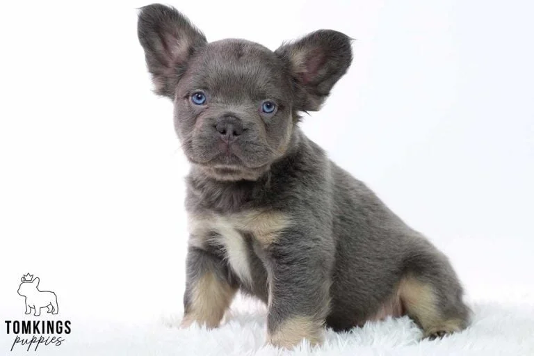 Fluffy French bulldog, Frenchie at TomKings Puppies