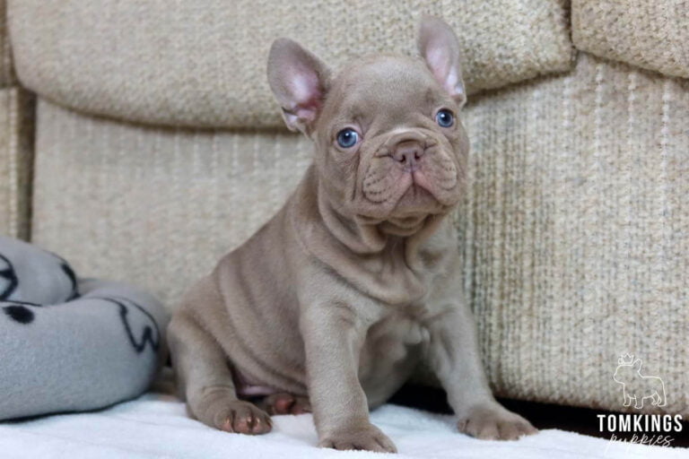 Isabella French Bulldog - TomKings Puppies