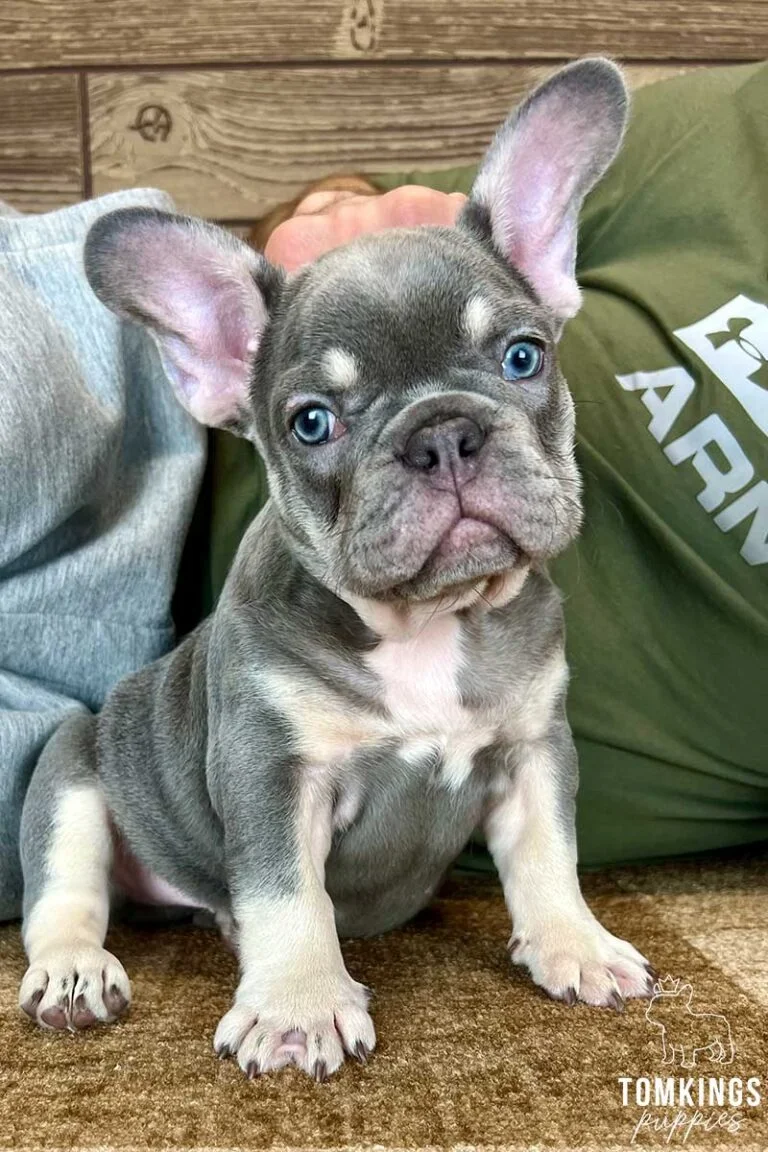 Lilac and Tan French Bulldog - TomKings Puppies