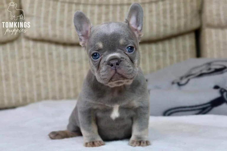 Lilac and tan French Bulldog - TomKings Puppies