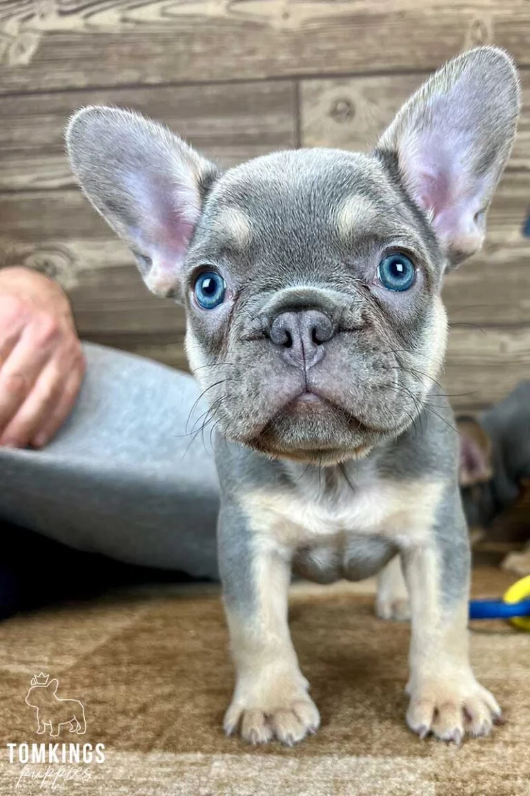 Lilac and Tan French Bulldog - TomKings Puppies