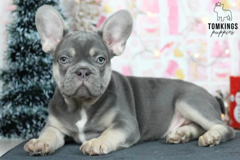 Lilac and tan French Bulldog - TomKings Puppies