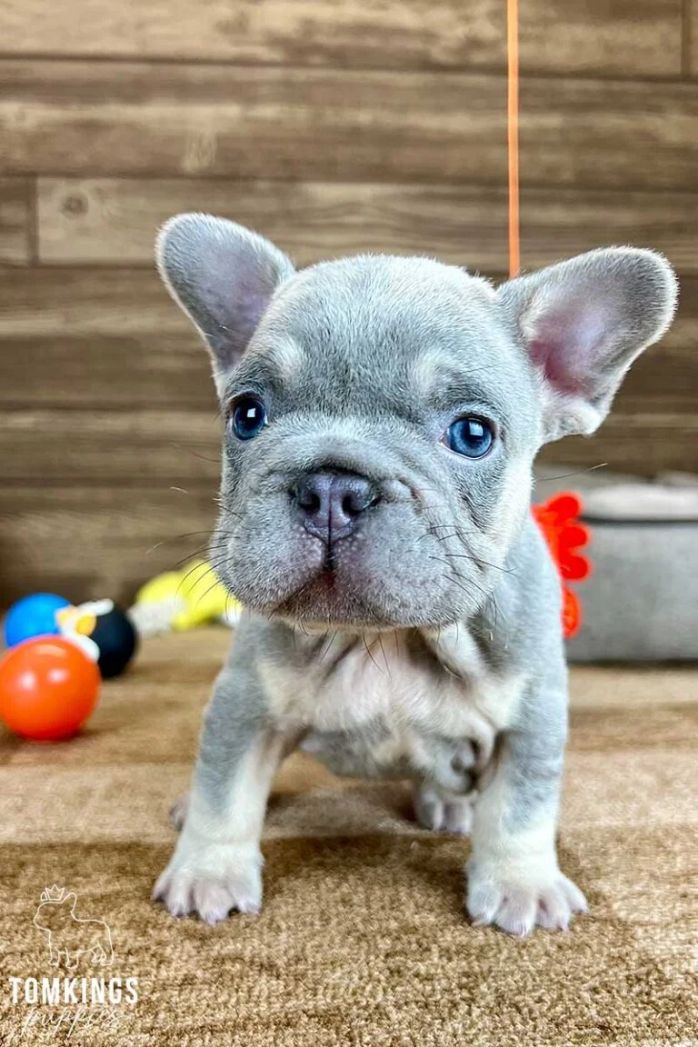 Lilac and Tan French Bulldog - TomKings Puppies