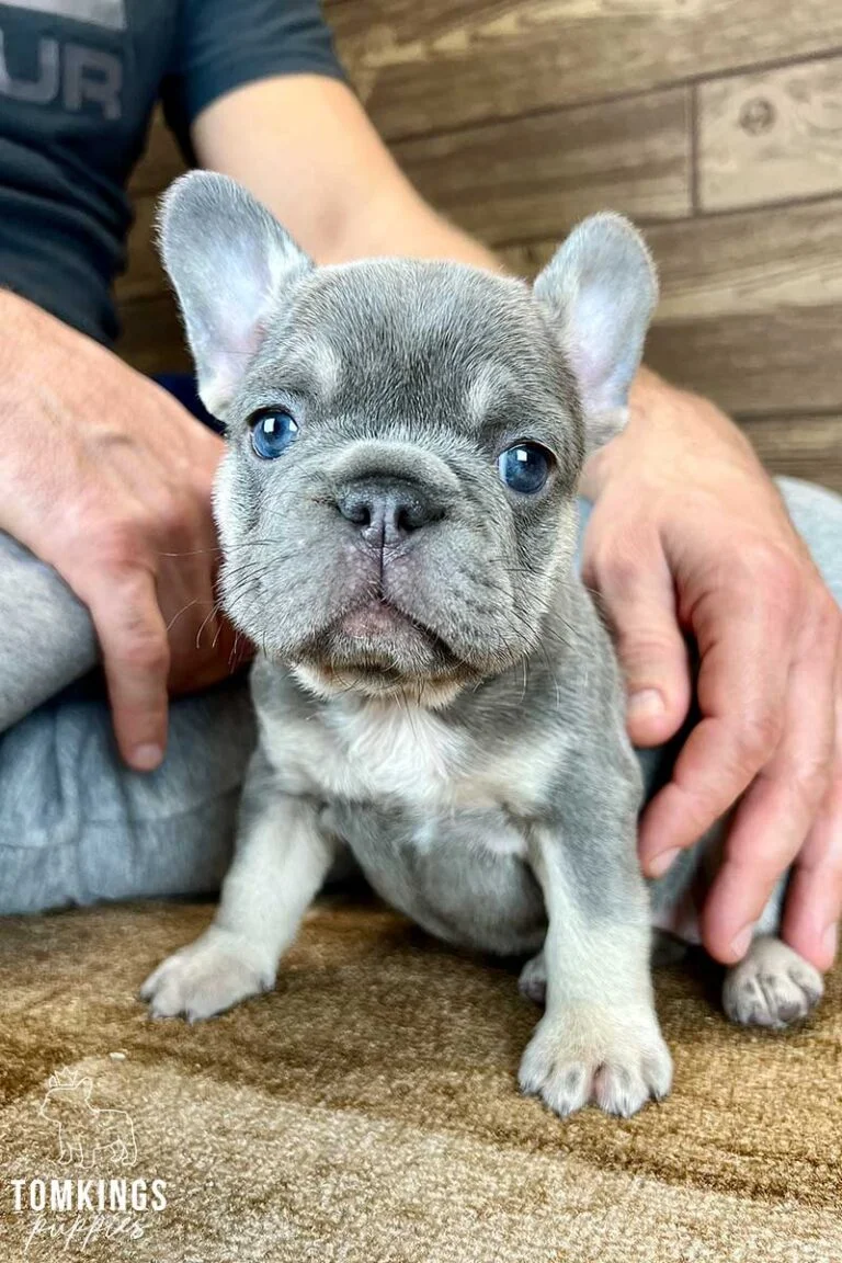 Lilac and Tan French Bulldog - TomKings Puppies