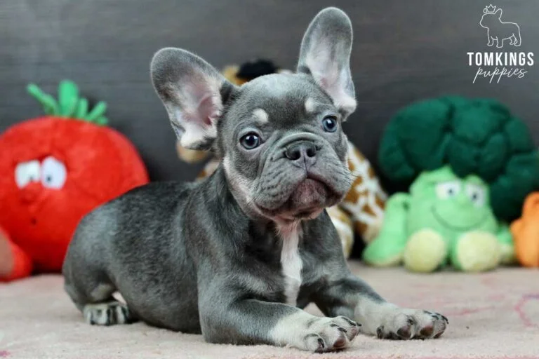 Lilac and Tan French Bulldog - TomKings Puppies