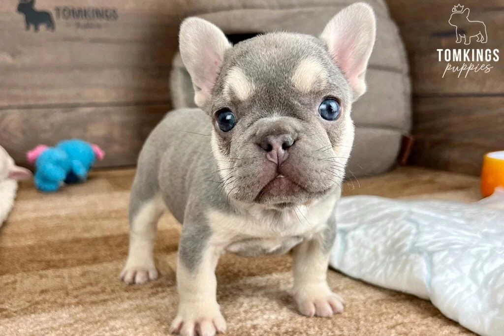 The Best Food For French Bulldog TomKings Kennel