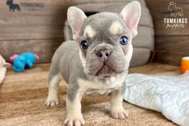 Lilac and tan French Bulldog - TomKings Puppies