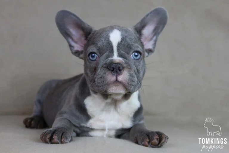 Lilac French Bulldog - TomKings Puppies