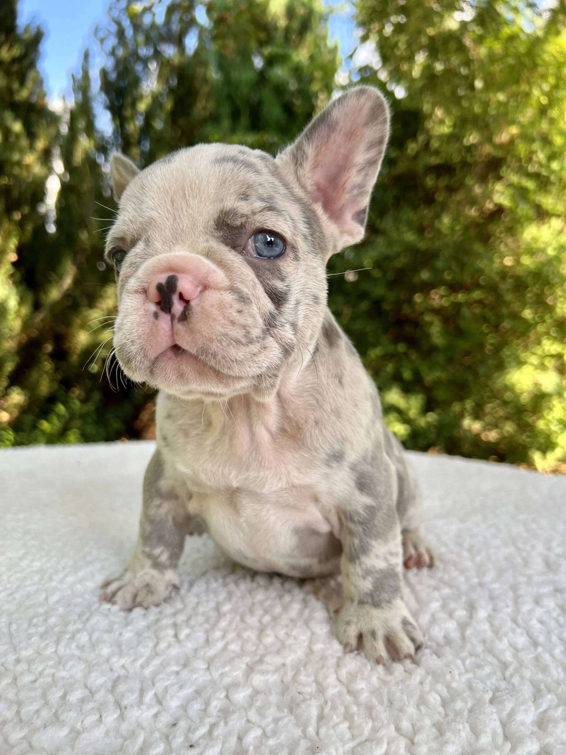 Lilac merle French bulldog puppies at TomKings Puppies