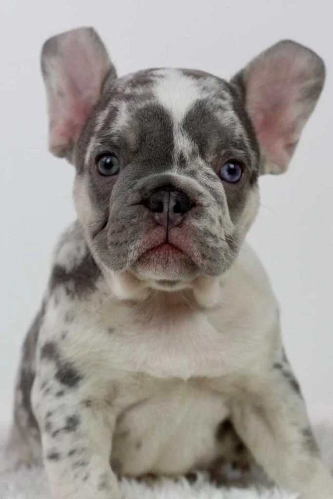 Lilac merle French bulldog puppies at TomKings Puppies