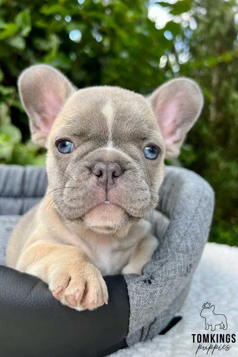 Lilac sable French bulldog - TomKings Puppies