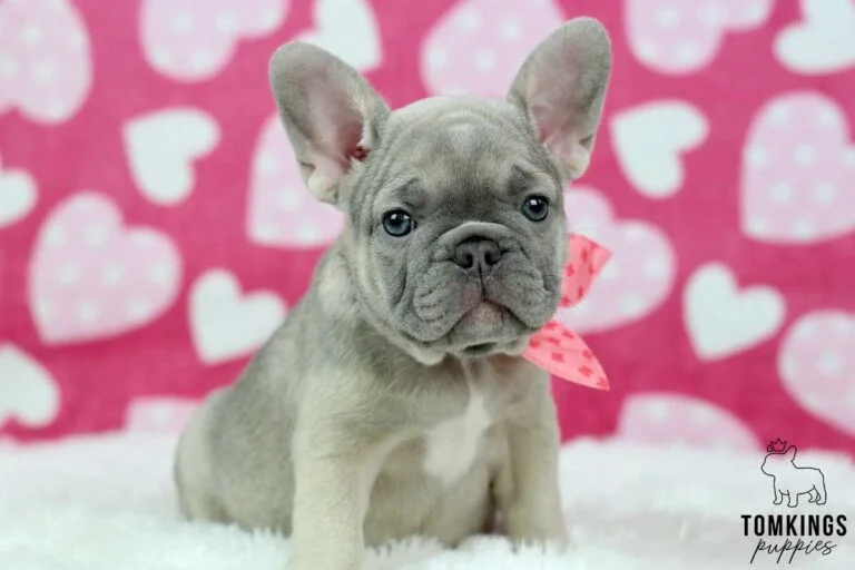 Lilac sable French bulldog - TomKings Puppies