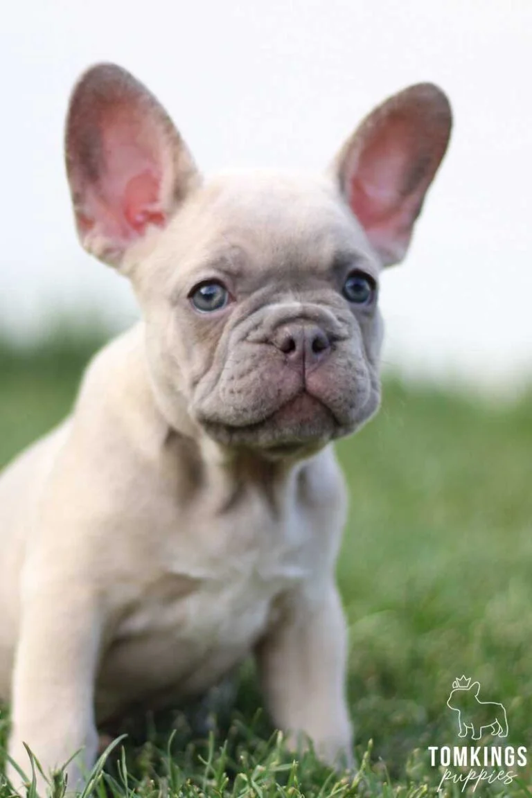 Lilac sable French bulldog - TomKings Puppies