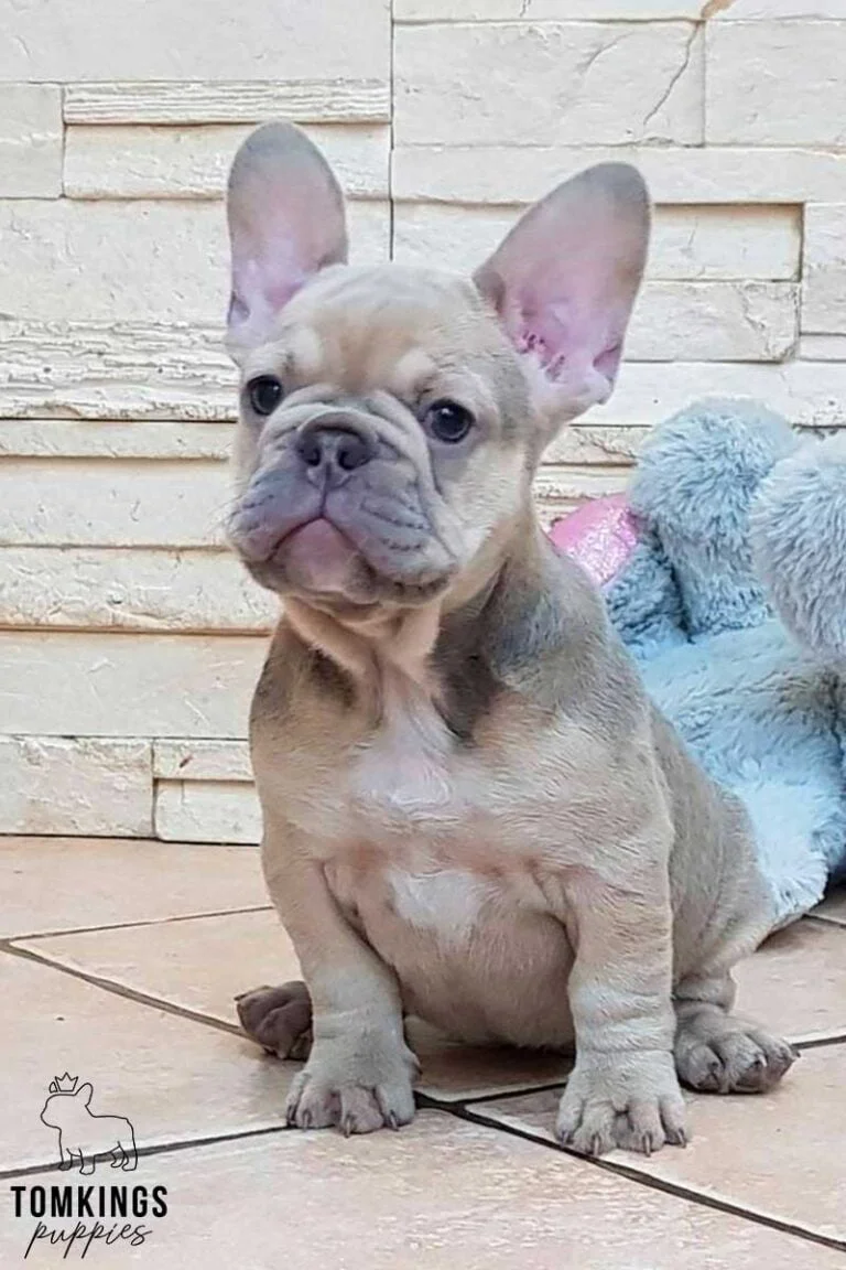 Lilac sable French bulldog - TomKings Puppies