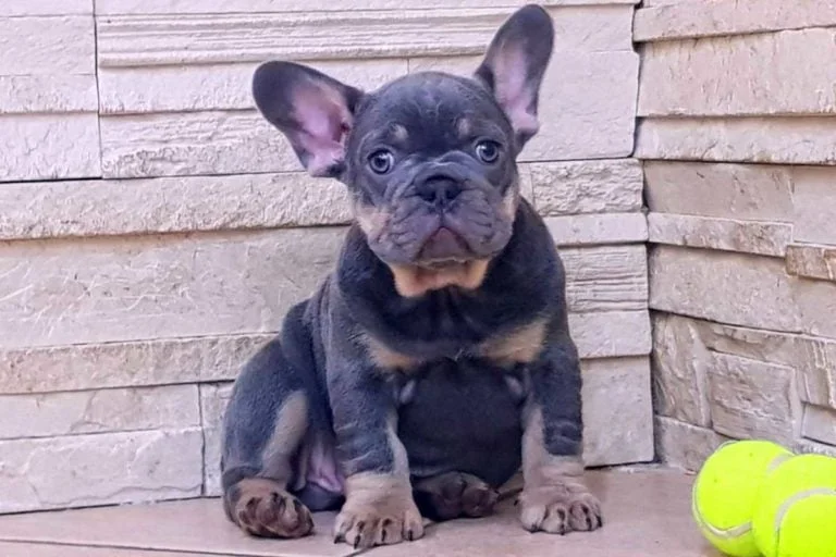 Lilac and tan French bulldog - TomKings Puppies