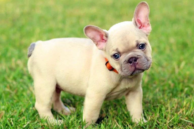 Lilac sable French bulldog - TomKings Puppies