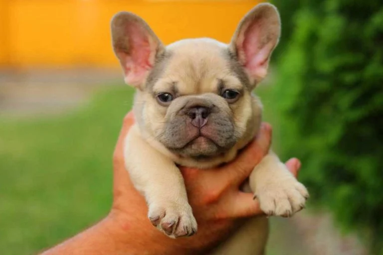 Lilac sable French bulldog - TomKings Puppies