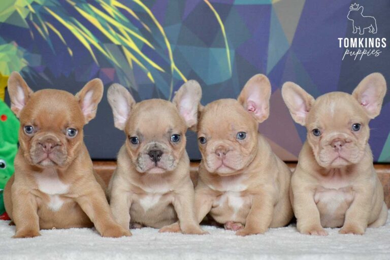 New Shade Isabella French Bulldog - TomKings Puppies