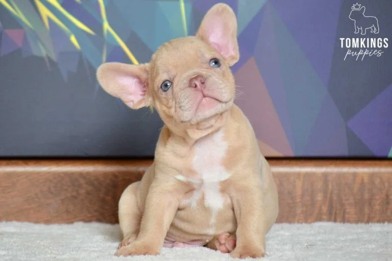 New Shade Isabella French Bulldog - TomKings Puppies