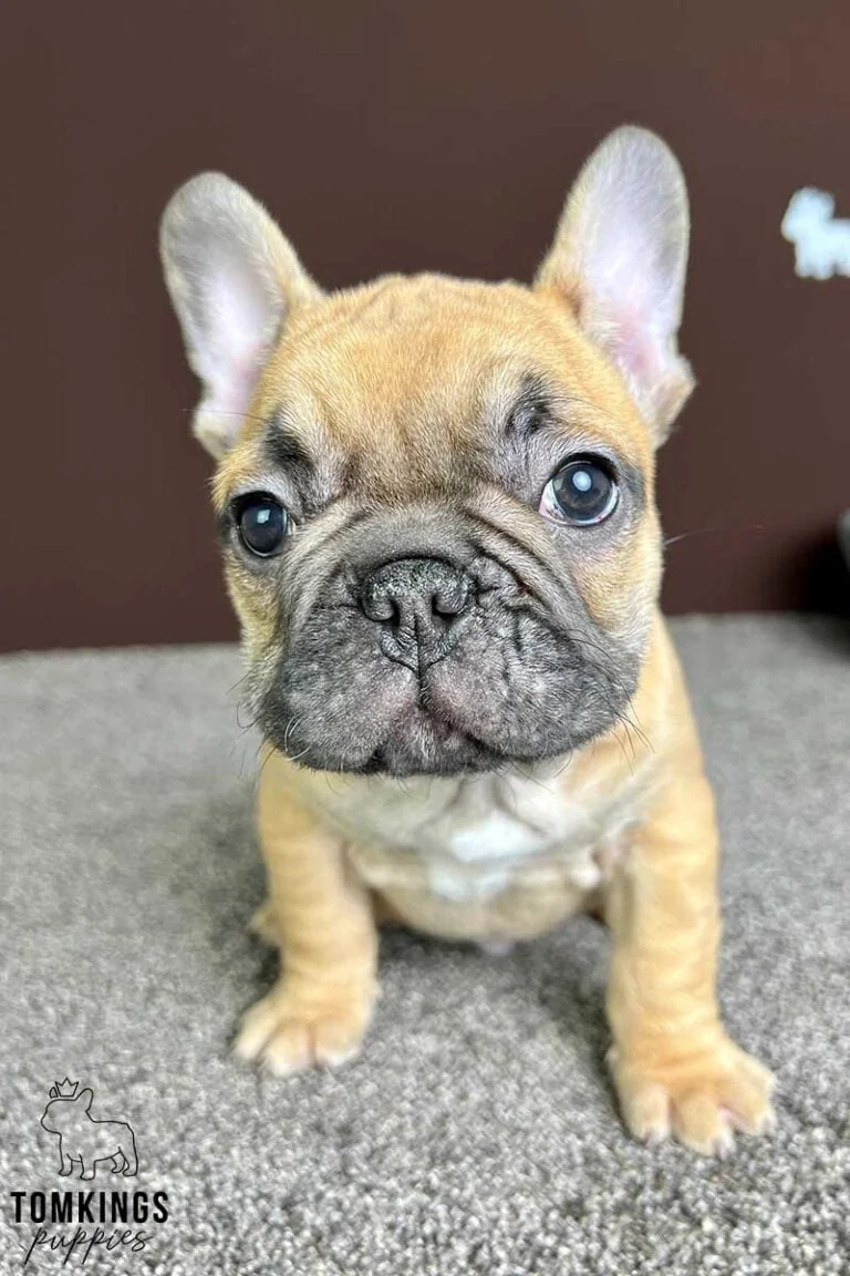 Red Fawn French bulldog puppies at TomKings Puppies