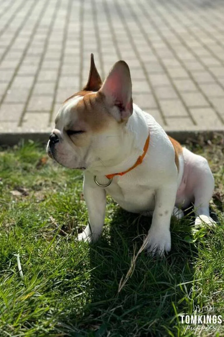 Red pied French bulldog - TomKings Puppies