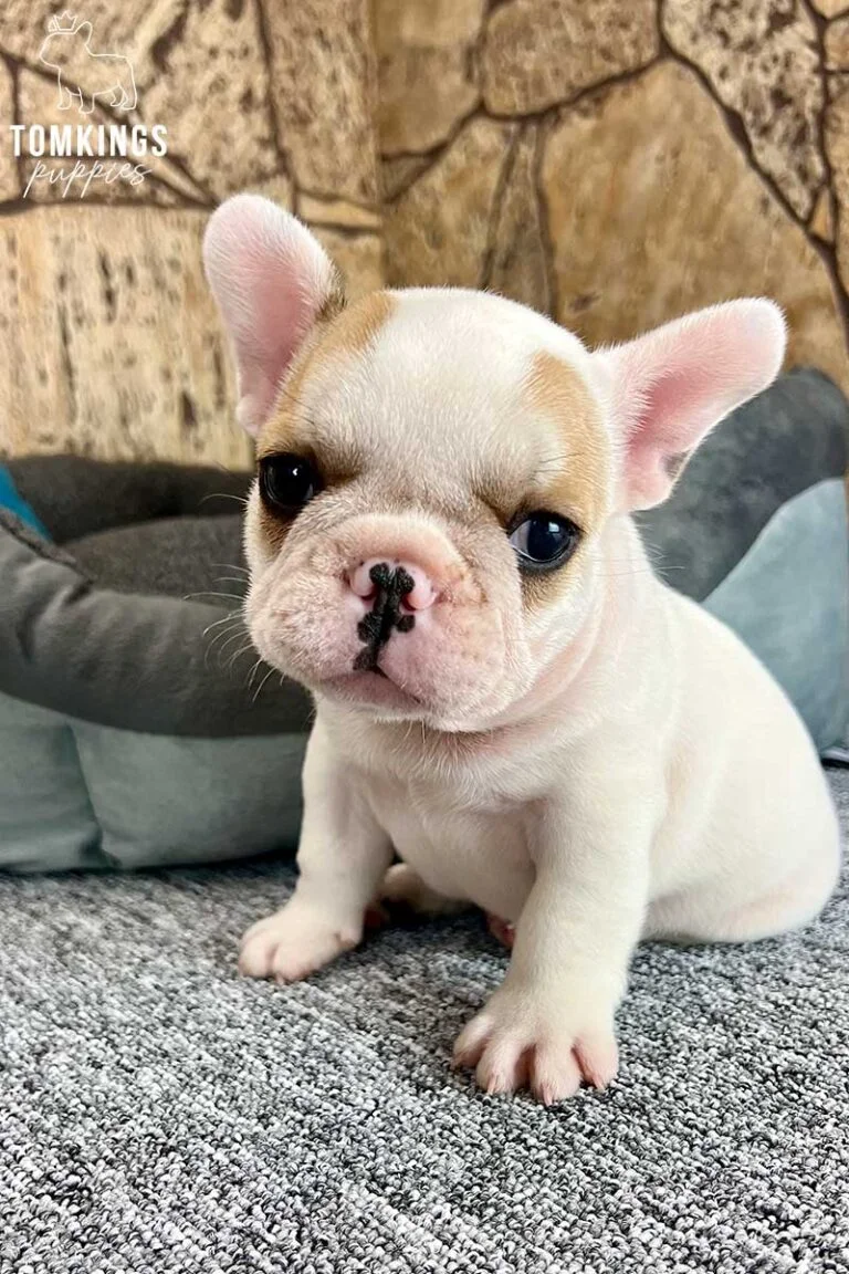 Red pied French bulldog - TomKings Puppies