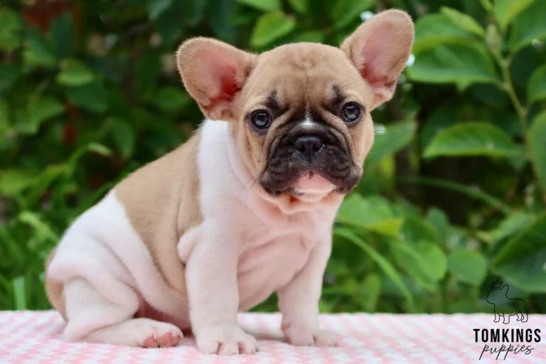 Red pied French bulldog - TomKings Puppies