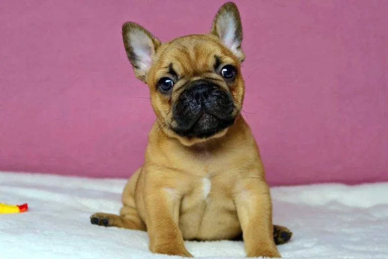 Red french bulldog - TomKings Puppies