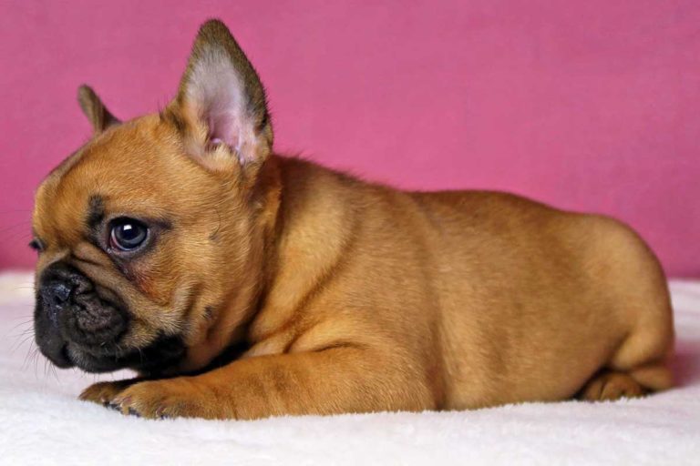Red french bulldog - TomKings Puppies