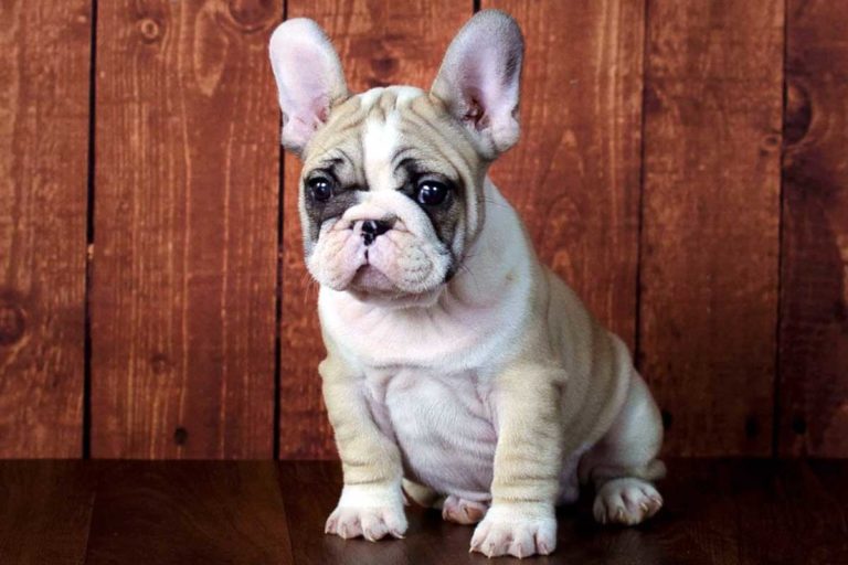 Red pied French bulldog - TomKings Puppies