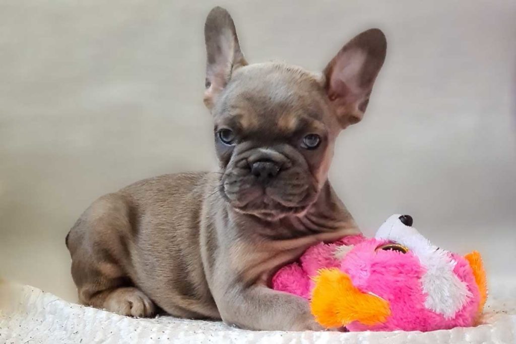 How to deal with the loss of your French Bulldog - TomKings Blog