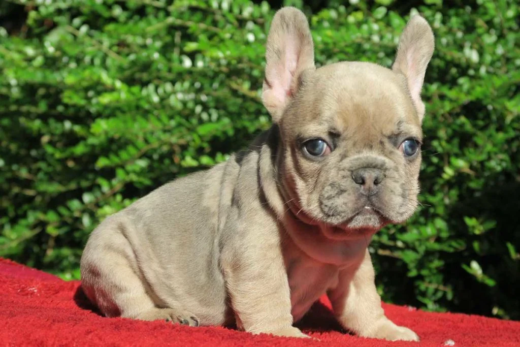 How to deal with the loss of your French Bulldog - TomKings Blog