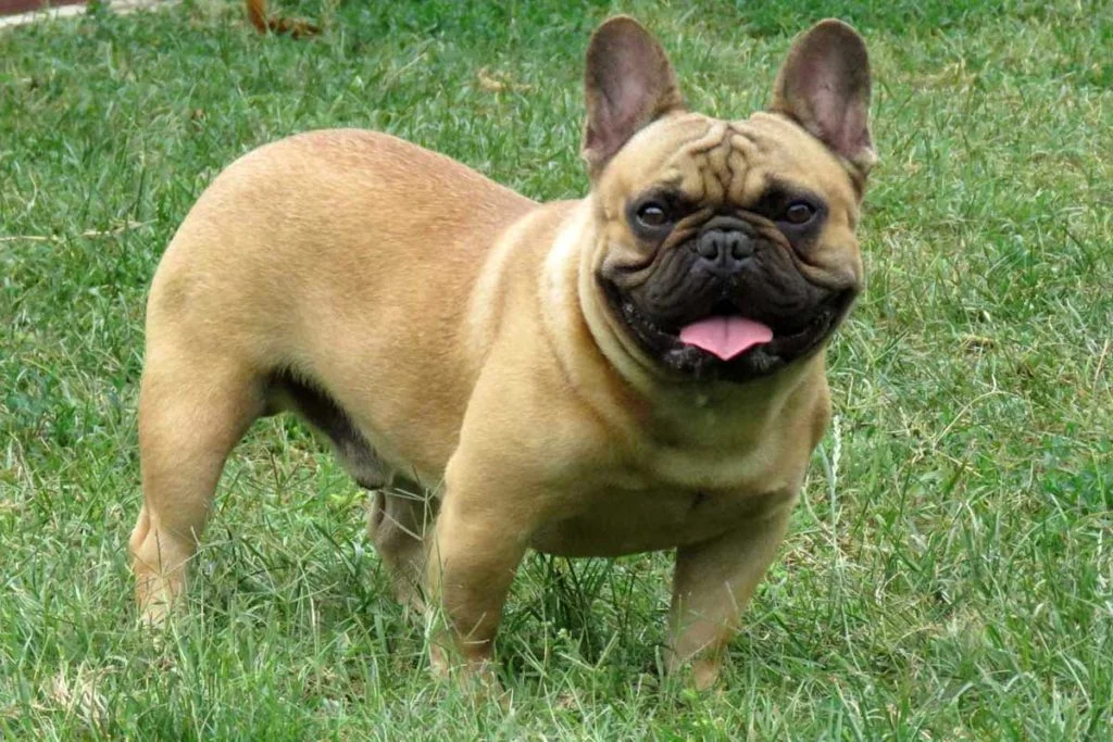 How to deal with the loss of your French Bulldog - TomKings Blog