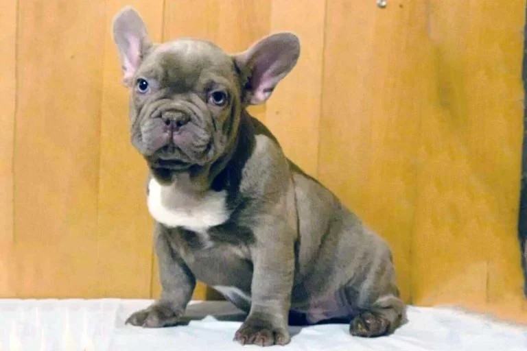 Isabella French bulldog - TomKings Puppies