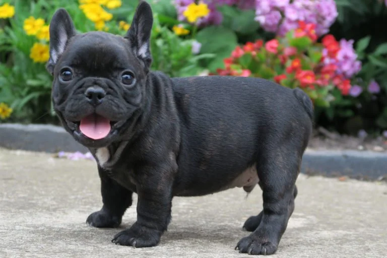 Black brindle Frenchie TomKings Puppies