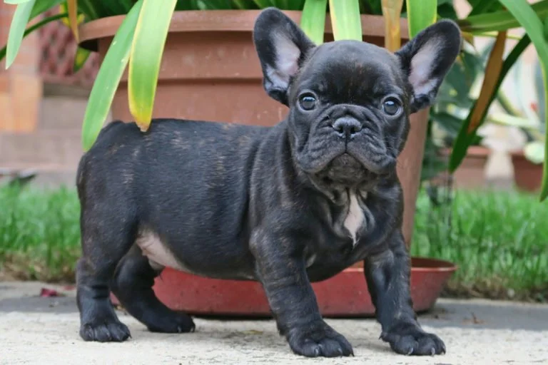 Black brindle Frenchie TomKings Puppies