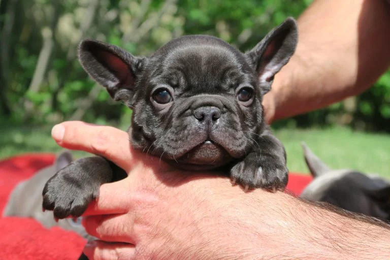 Black brindle Frenchie TomKings Puppies