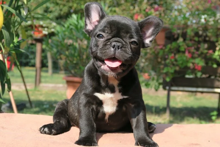 Black brindle Frenchie TomKings Puppies