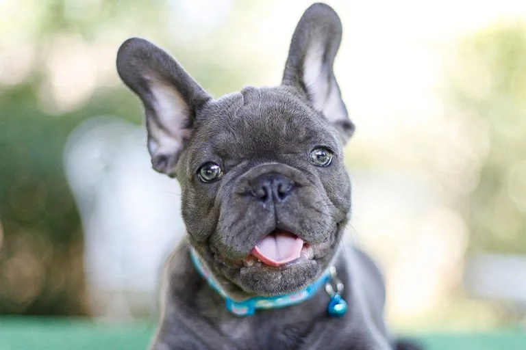 Blue brindle French bulldog - TomKings Puppies