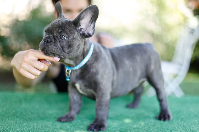 Blue brindle French bulldog - TomKings Puppies