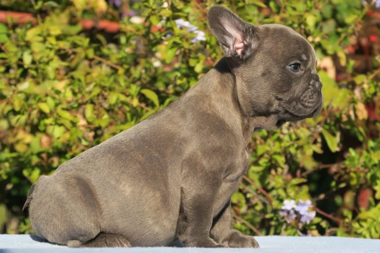 Blue brindle French bulldog - TomKings Puppies